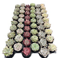Assorted Rosettes Succulents Bulk 54 Tray - 2in Pot