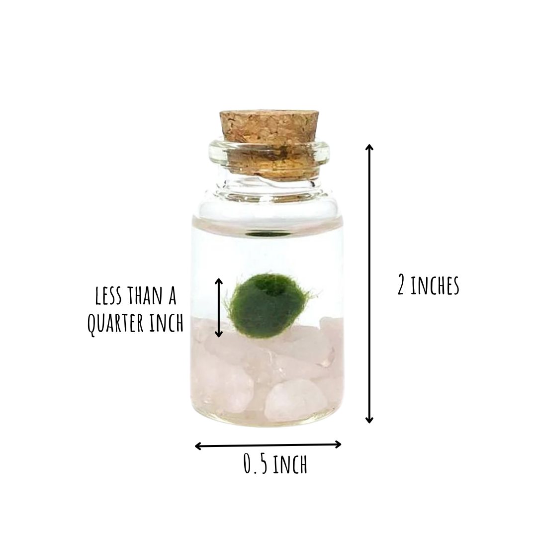 Tiny Marimo Moss Ball Terrarium with Rose Quartz Gemstones