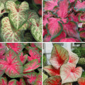 Caladium