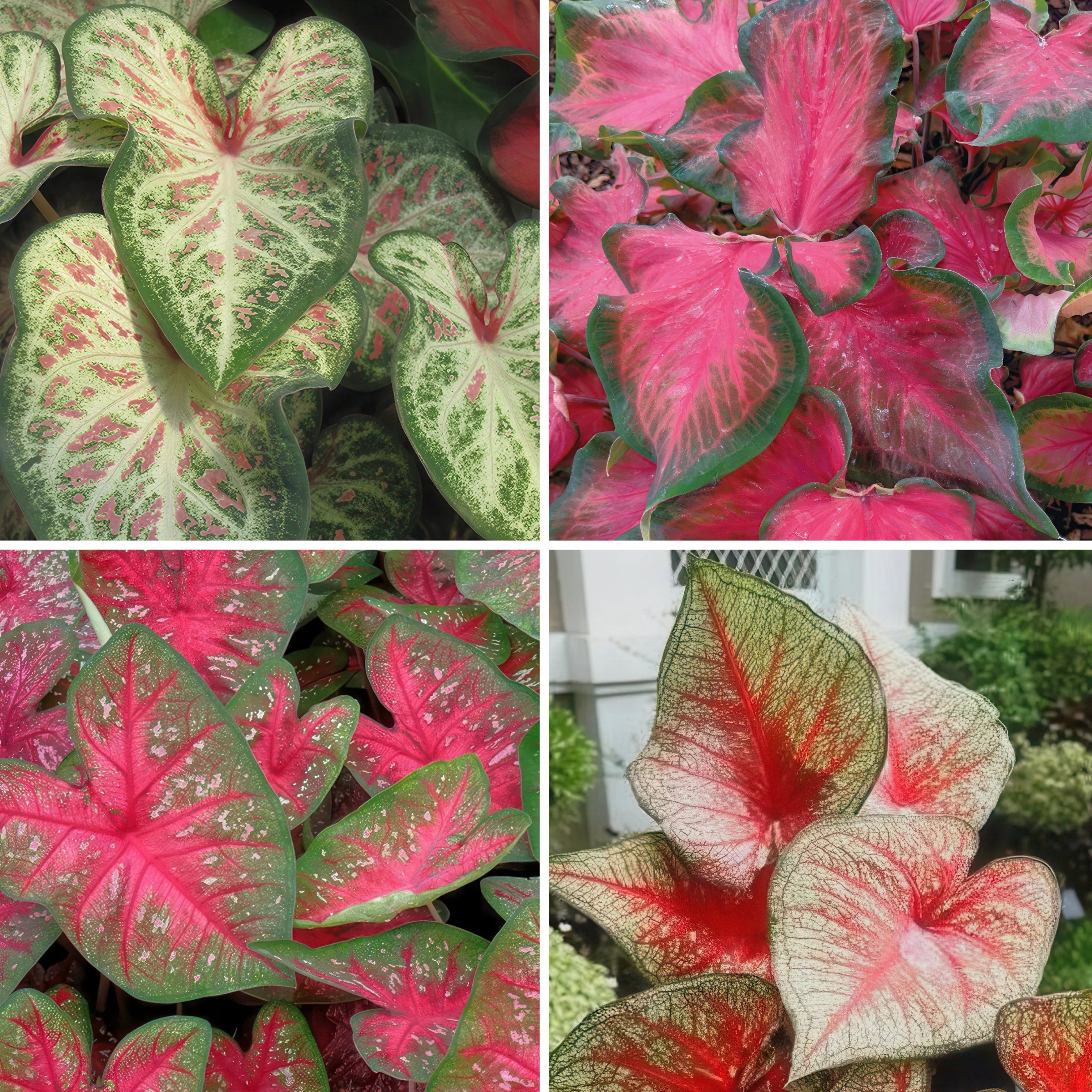 Caladium