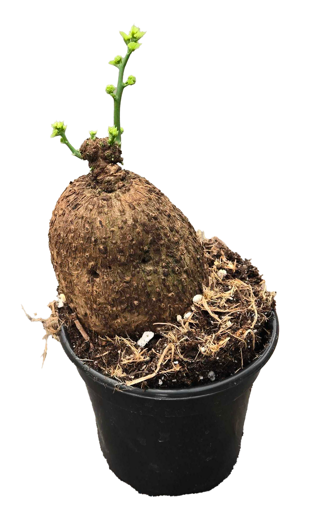 Stephania Erecta 4 inch Grower Pot