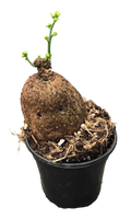 Stephania Erecta 4 inch Grower Pot