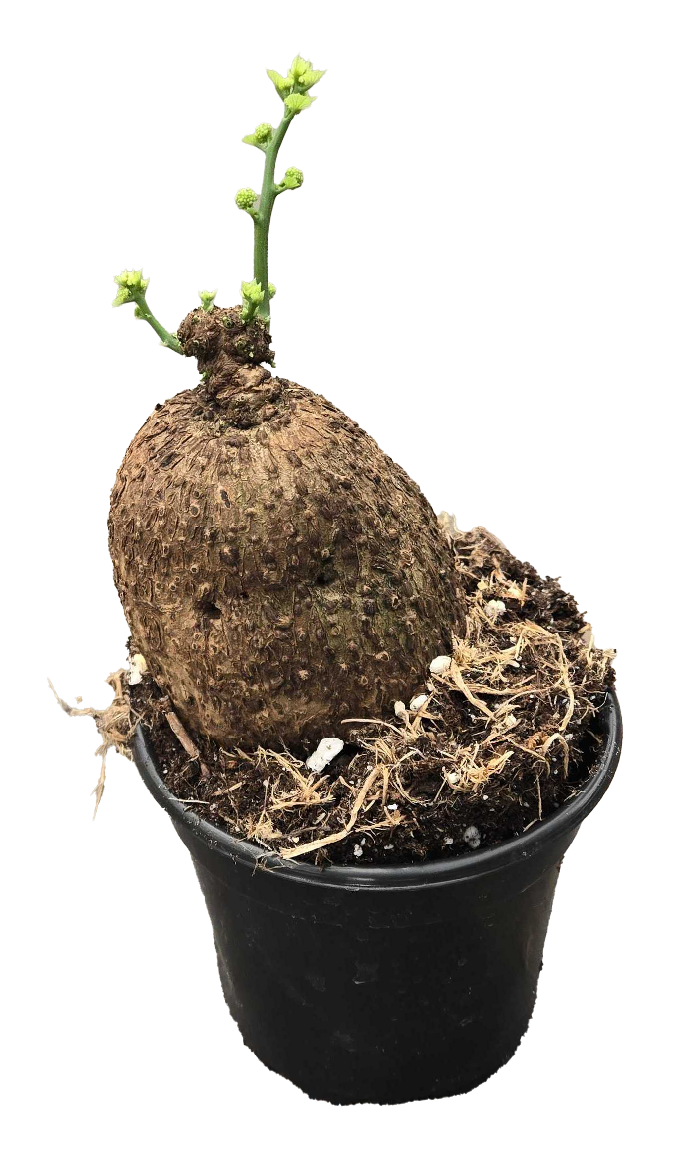 Stephania Erecta 4 inch Grower Pot