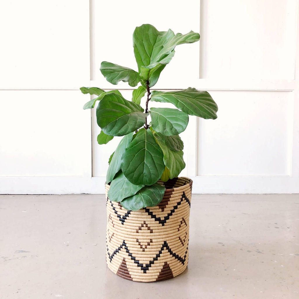 Storage Plant Basket: Ruzizi