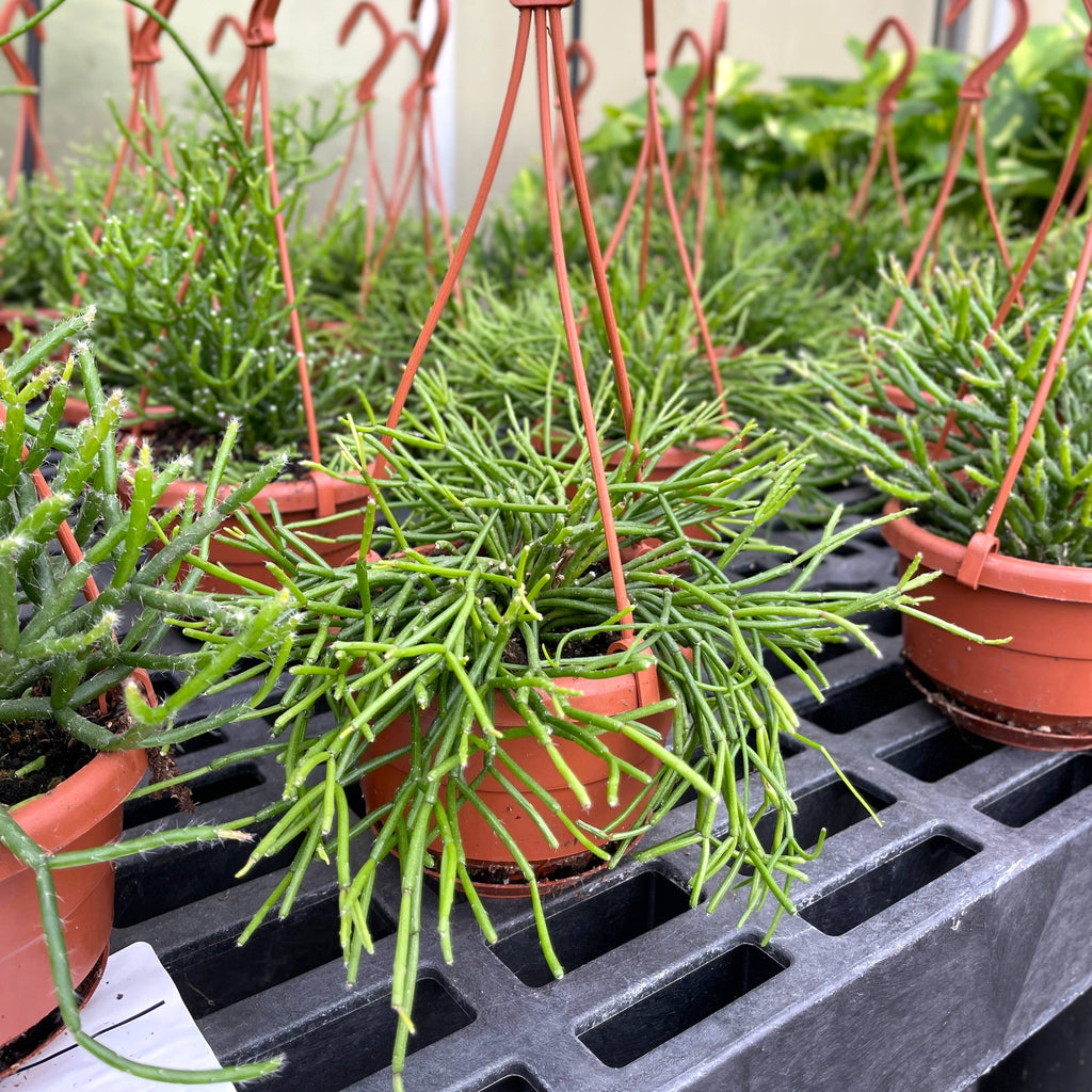 Rhipsalis Cactus Hanging Pot - 4" Live Plant