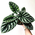 Alocasia Quilted Dreams
