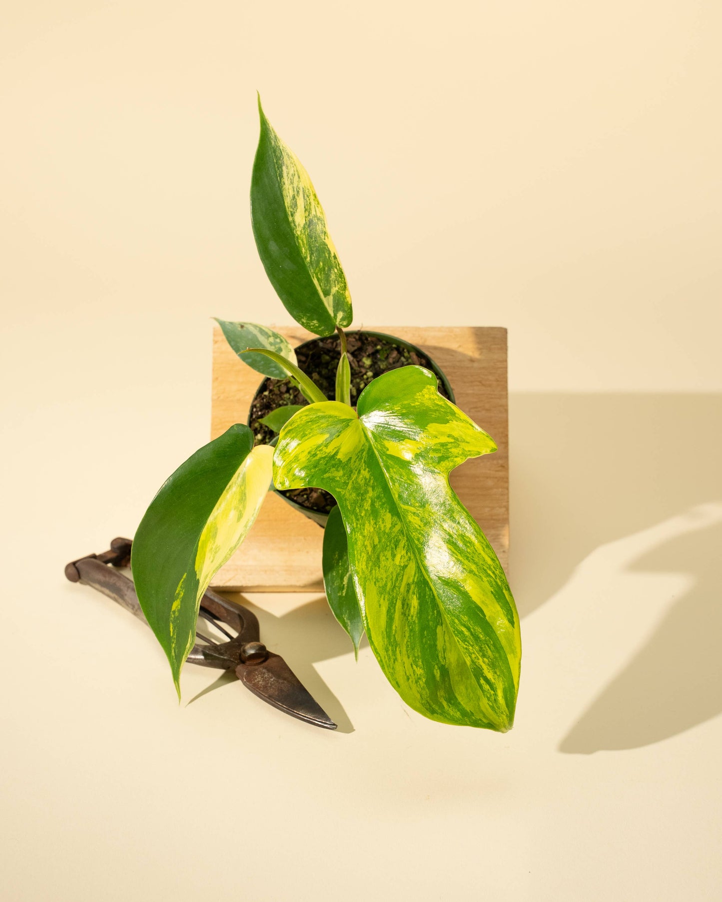 4" Philodendron Florida Beauty 'Sunrise'