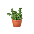 HOYA ROPE 6-inch