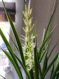 Sanseveria Parva