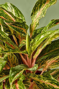 6” Aglaonema Sparkling Sarah