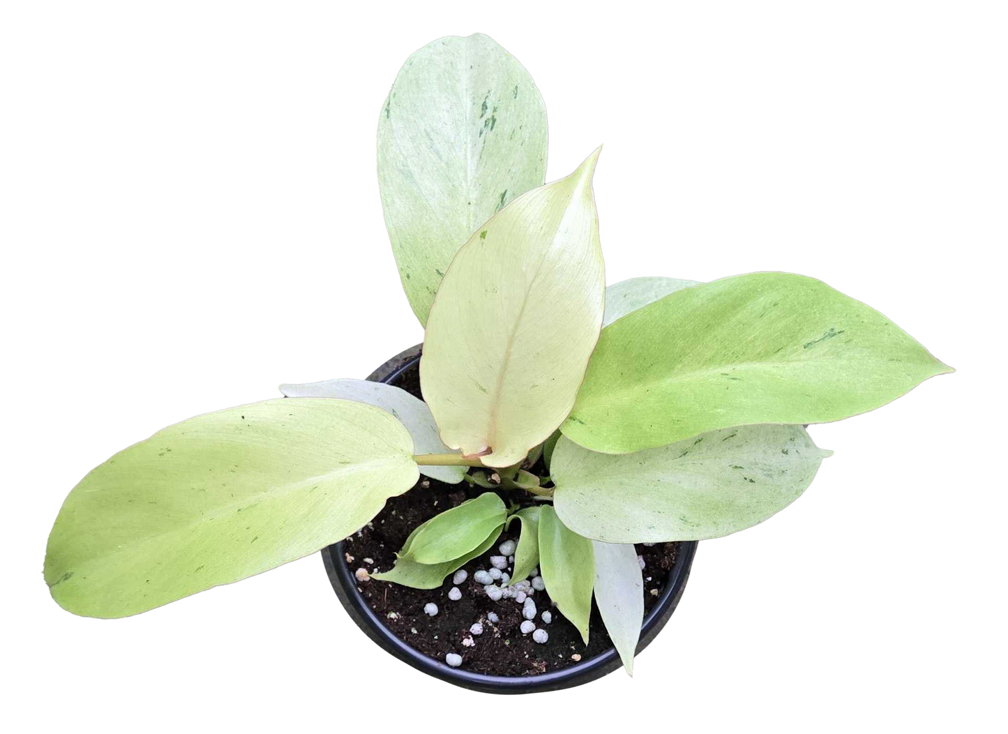 Philodendron Snowdrift 4 inch Grower Pot