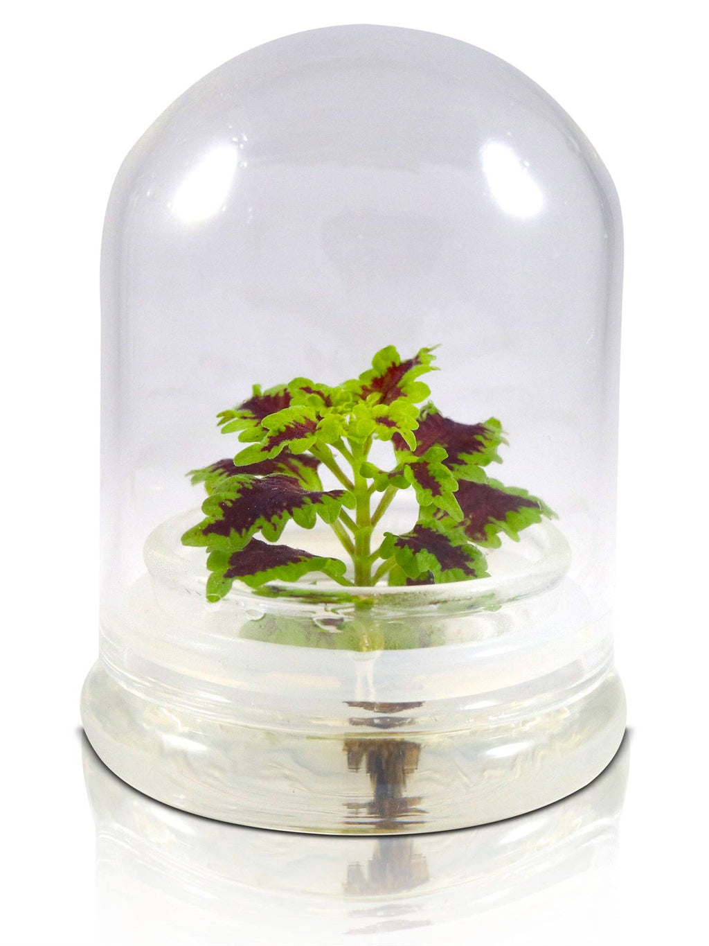 Coleus (Inky fingers), Floral Terrarium, Great Ornamental Live Plant