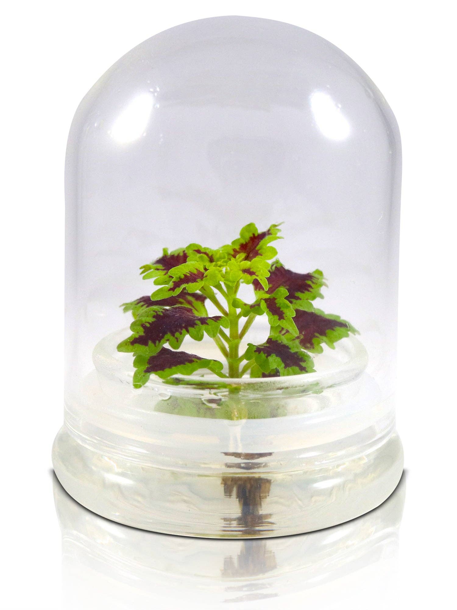 Coleus (Inky fingers), Floral Terrarium, Great Ornamental Live Plant