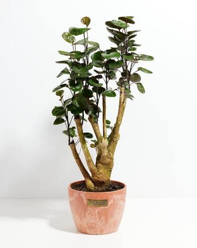 Fabian Aralia
