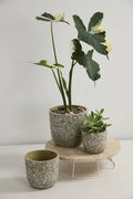 Verde pot