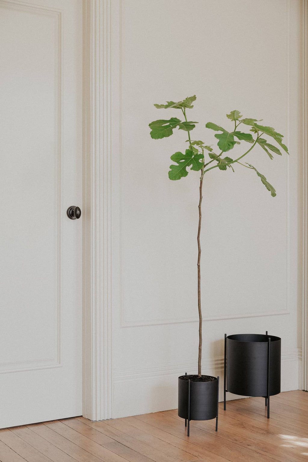 Large Black Botanic Plant Pot with Stand