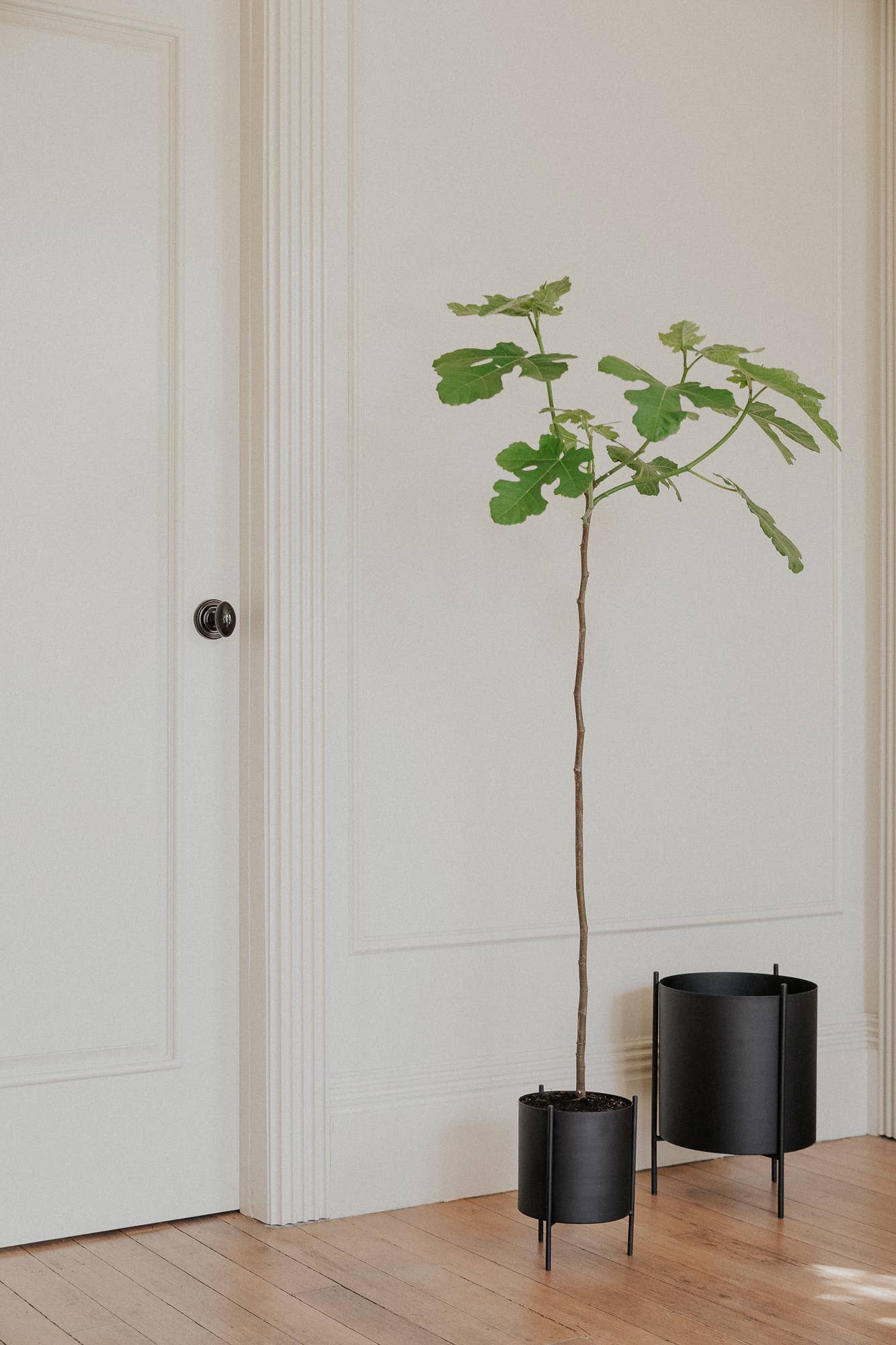 Large Black Botanic Plant Pot with Stand
