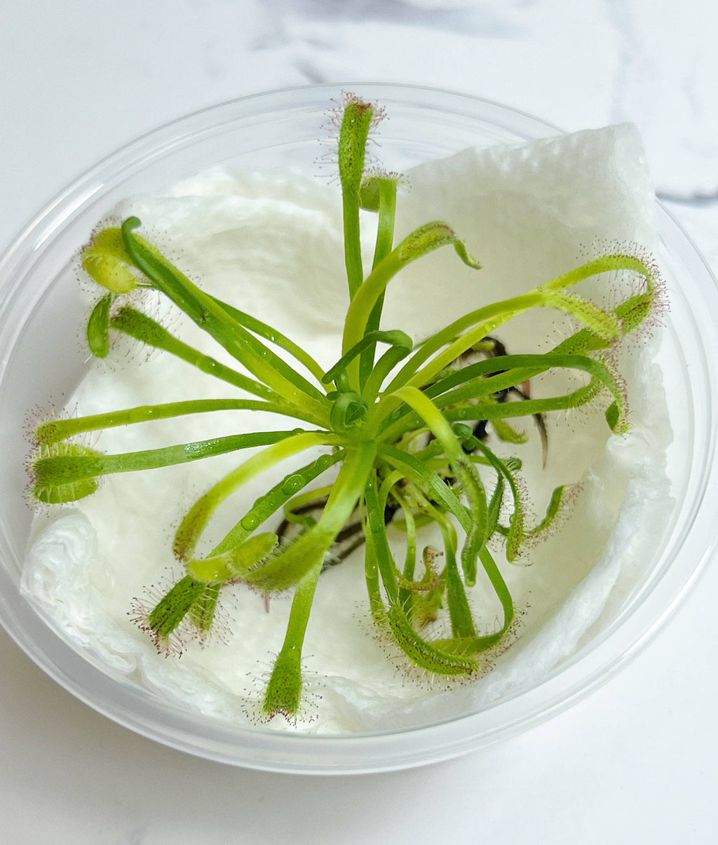 Cape Sundew(Drosera) –Gnat-Eating Carnivorous (Plant Only)