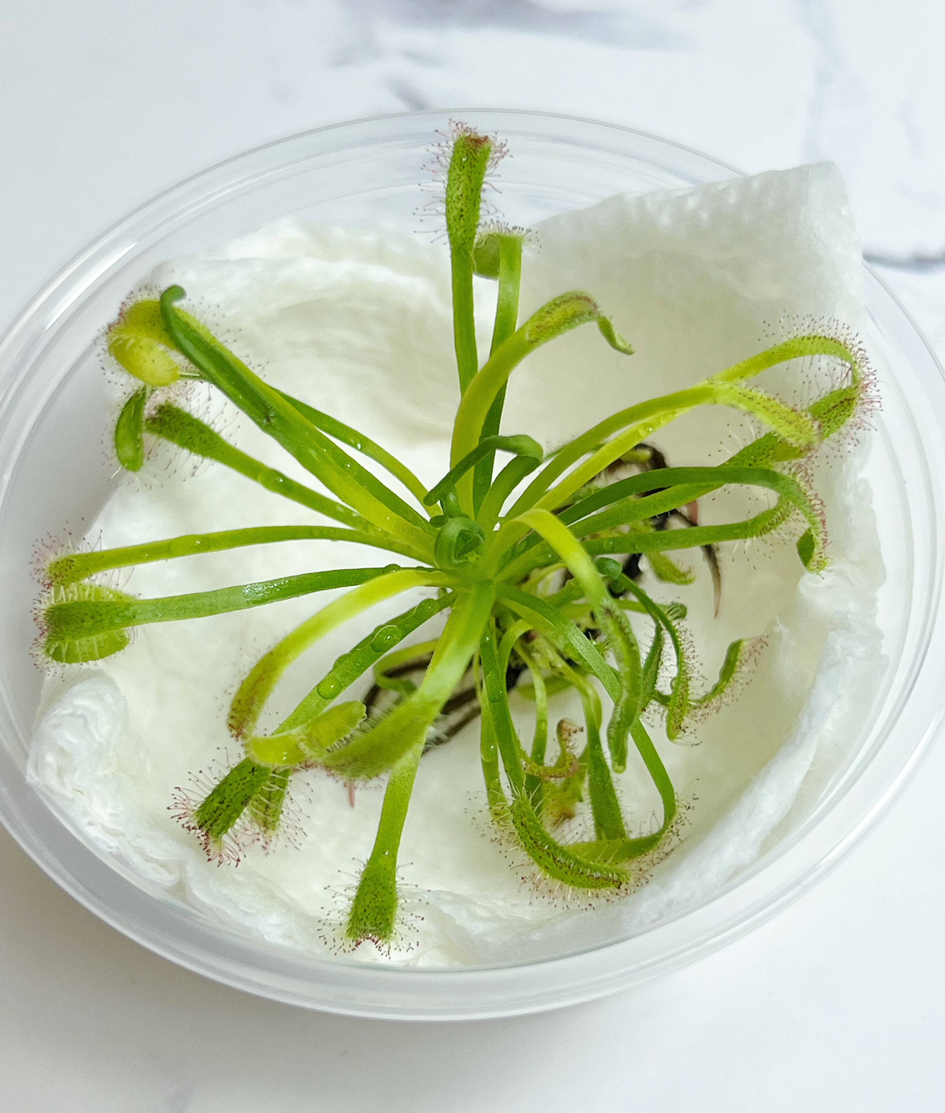 Cape Sundew(Drosera) –Gnat-Eating Carnivorous (Plant Only)