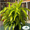 Bronze Bay Dracaena
