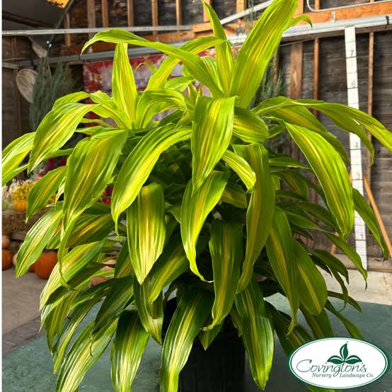 Bronze Bay Dracaena
