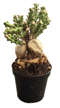 Euphorbia Knuthii 3 inch Grower Pot