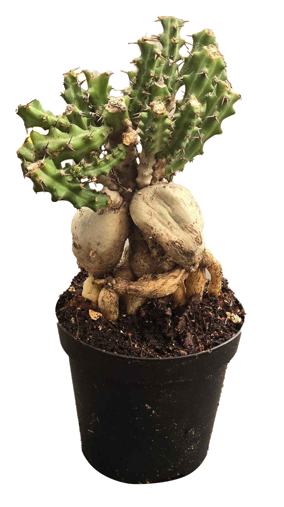 Euphorbia Knuthii 3 inch Grower Pot