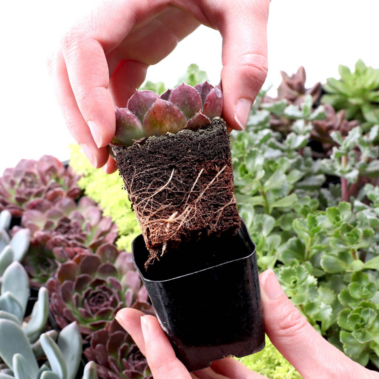 Ultimate Variety Succulents 100-Pack (50 Varieties, 2" Pots)