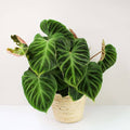 Philodendron Verrucosum 5”