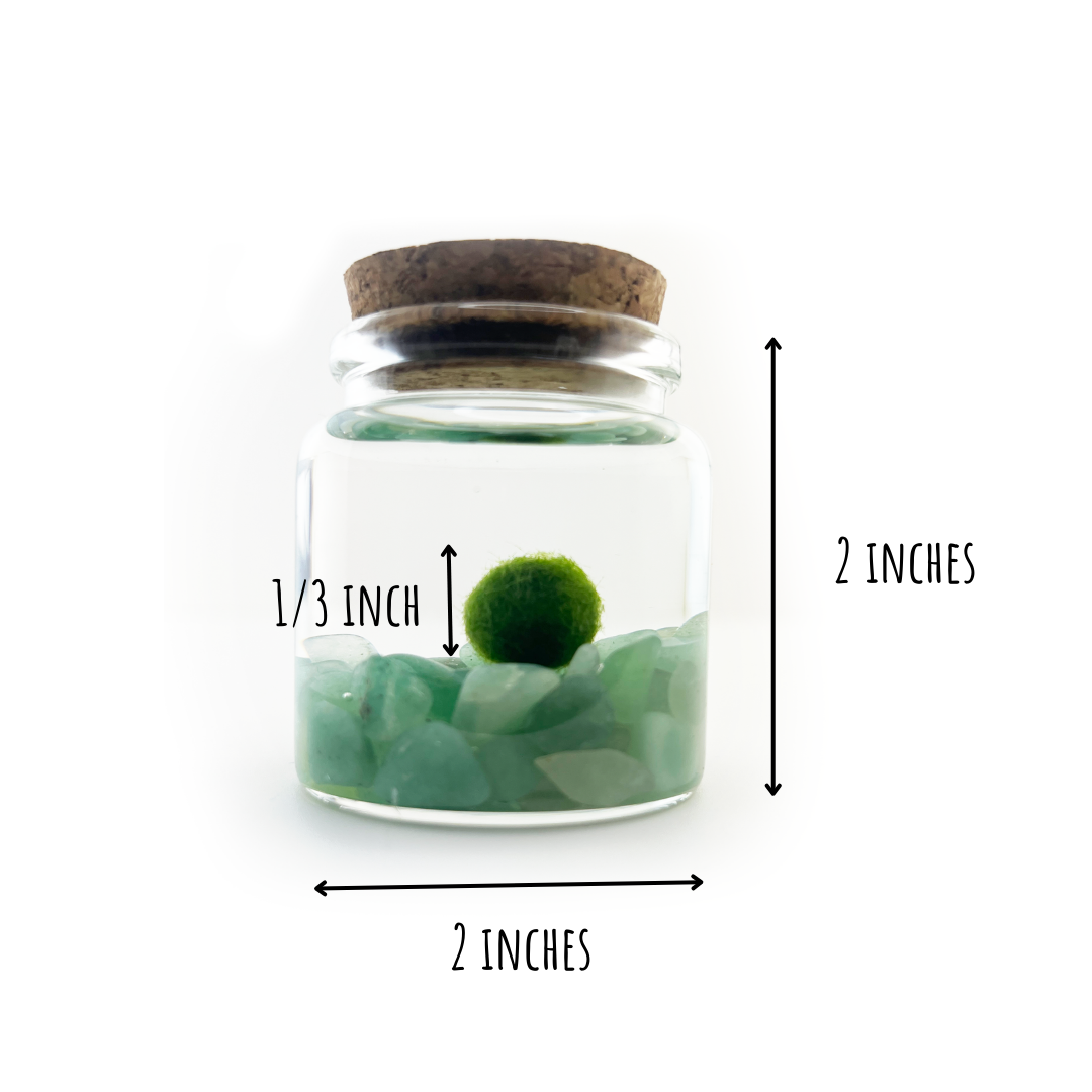 Small Marimo Moss Ball Terrarium with Aventurine Gemstones