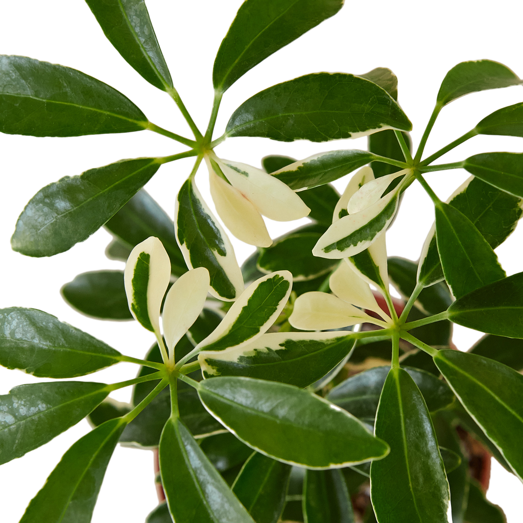 SCHEFFLERA MOONDROP 4-inch