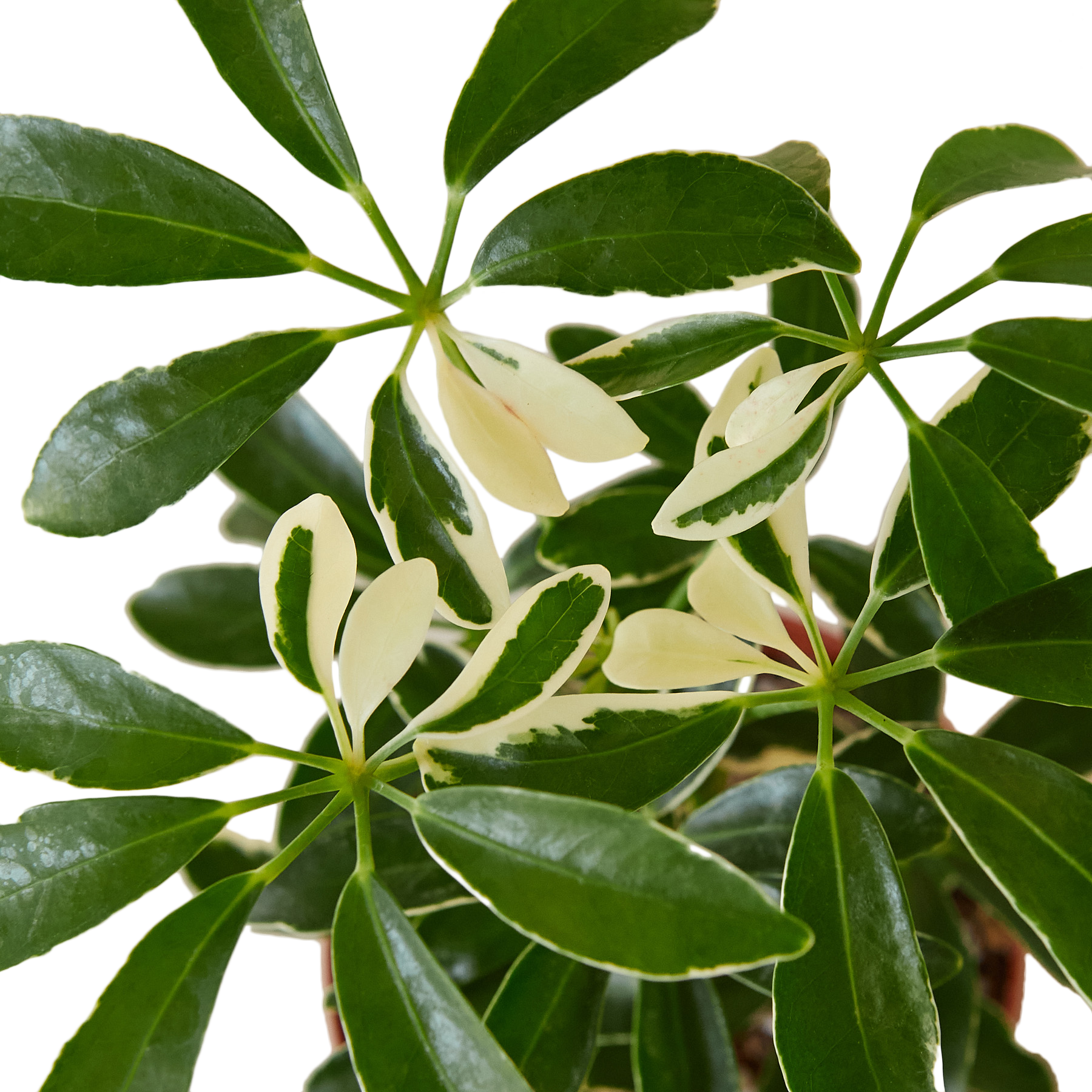 SCHEFFLERA MOONDROP 4-inch