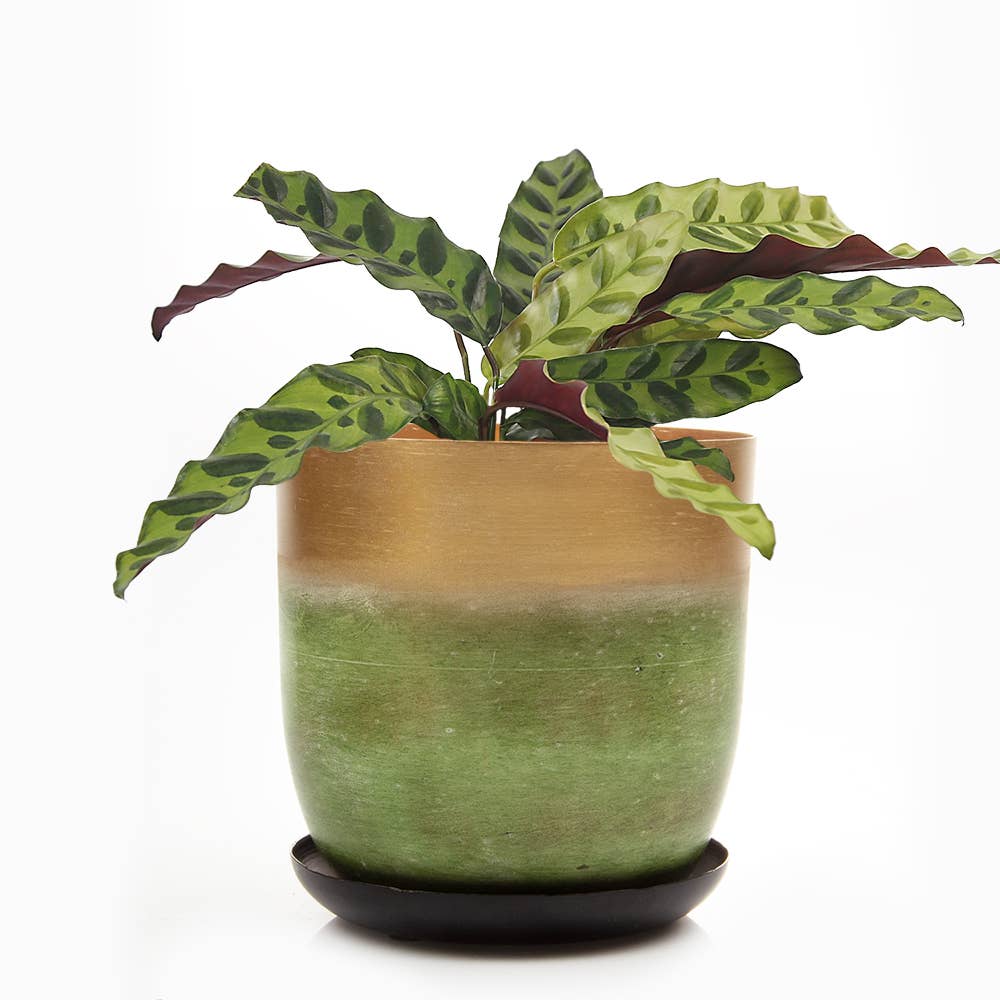 Metal Two Tone Pot - Joe Drainage 3.5-5in 8 Colors