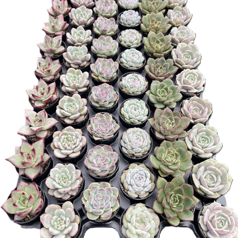 Assorted Rosettes Succulents Bulk 54 Tray - 2in Pot