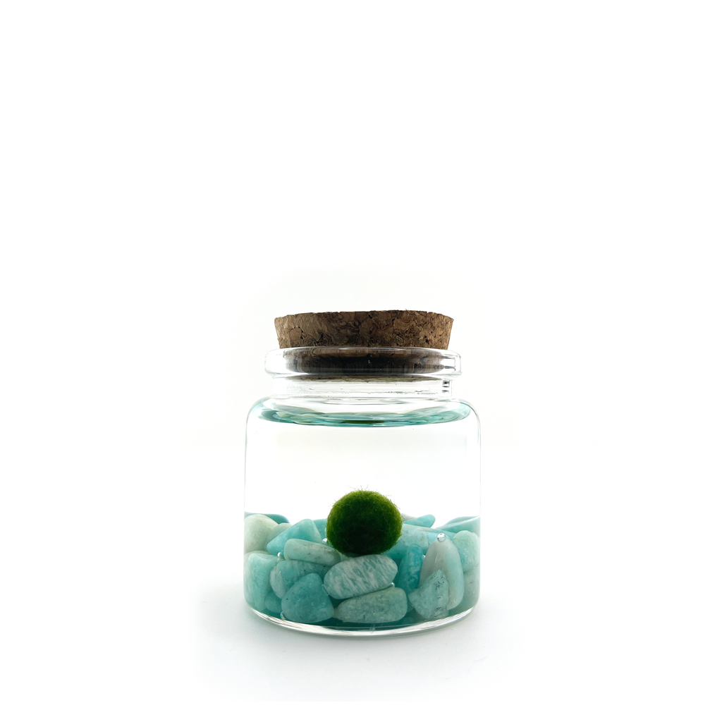Small Marimo Moss Ball Terrarium with Amazonite Gemstone