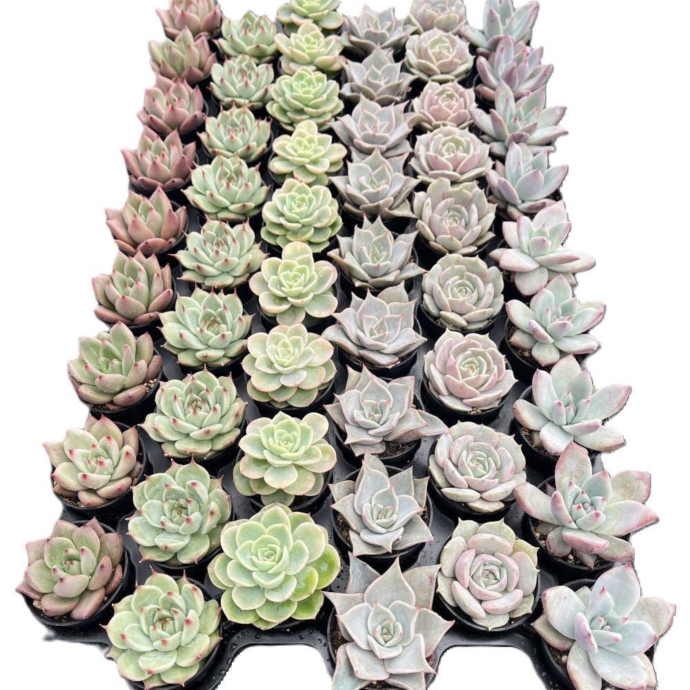 Assorted Rosettes Succulents Bulk 54 Tray - 2in Pot