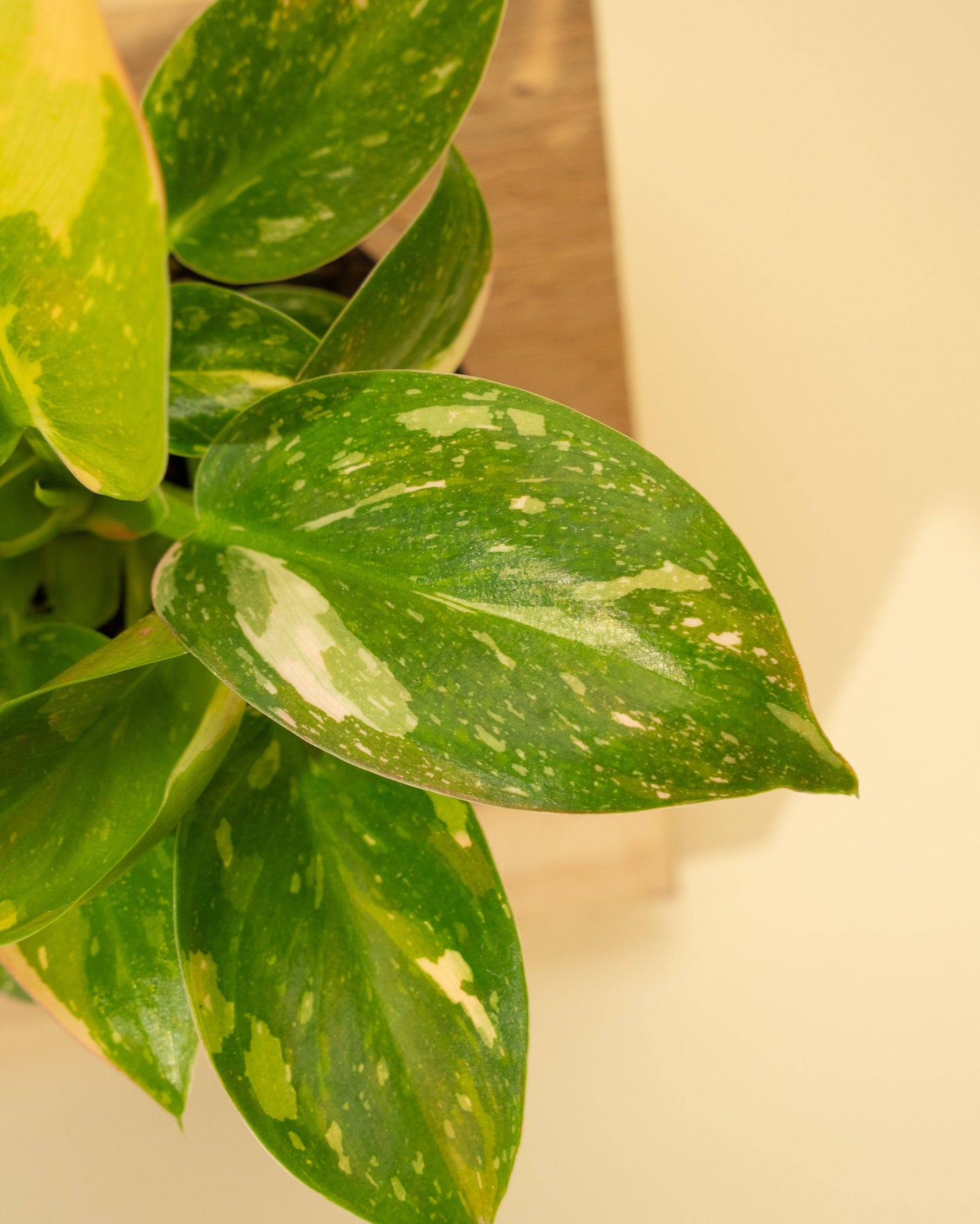 4" Variegated Philodendron Green Congo 'Copper Flame'