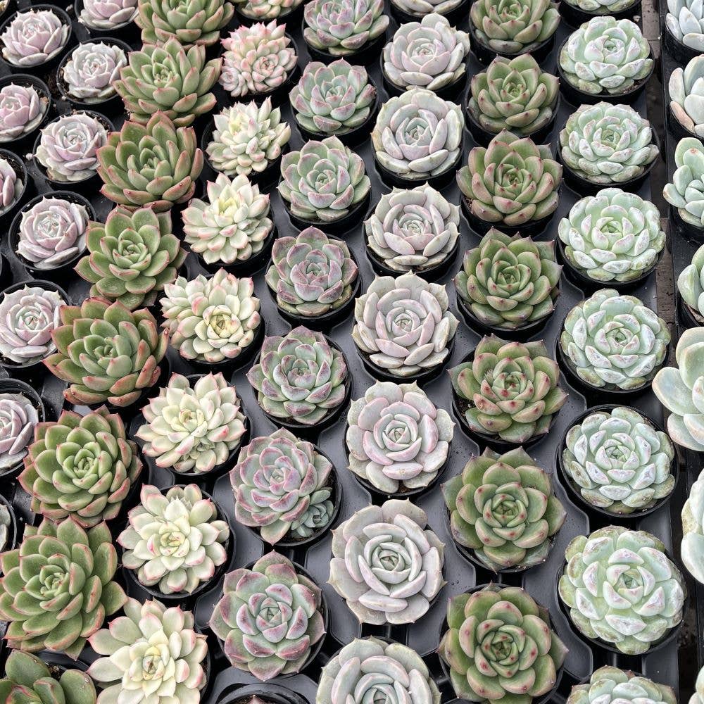 Assorted Rosettes Succulents Bulk 54 Tray - 2in Pot