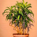 6” Pleomele Song of Jamaica