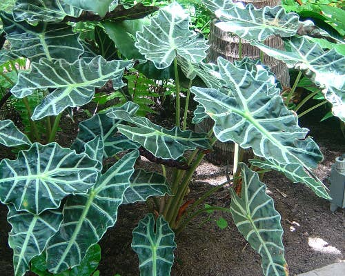 Perfect Plant Clearance - No damage. No pots. Good price.