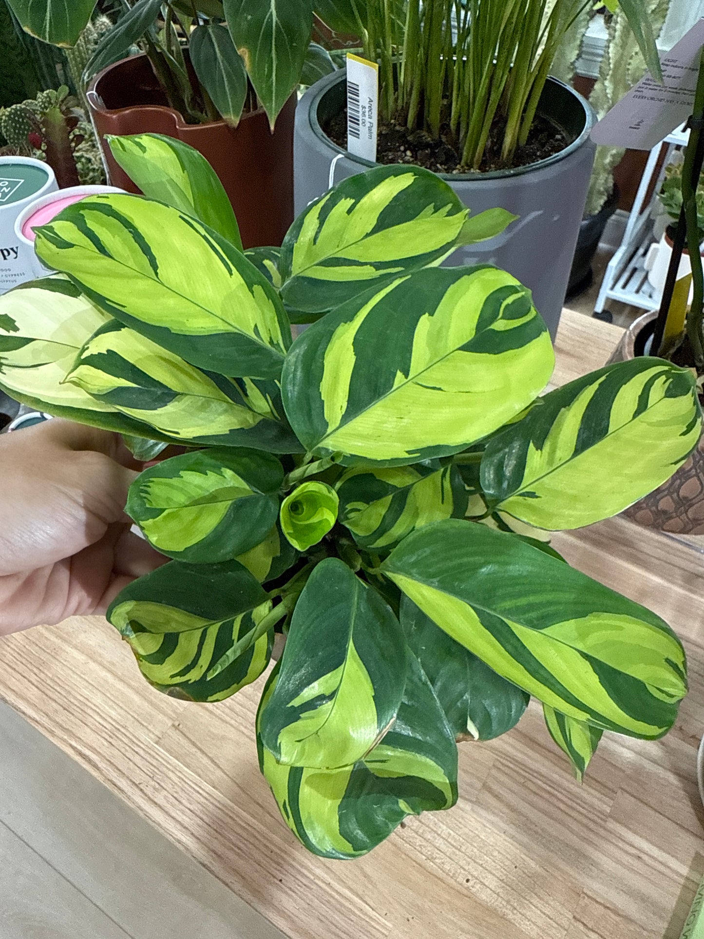 Ctenanthe Golden Mosaic