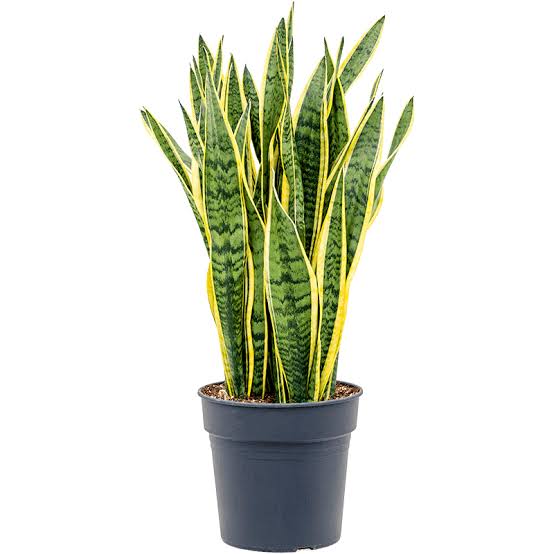 Sansevieria Laurentii 14”