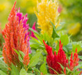 2” Celosia