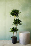 Green Jewel Dracaena
