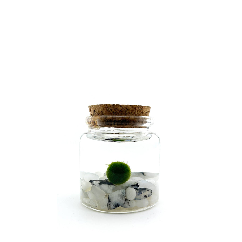 Small Marimo Moss Ball Terrarium with Moonstone Gemstones