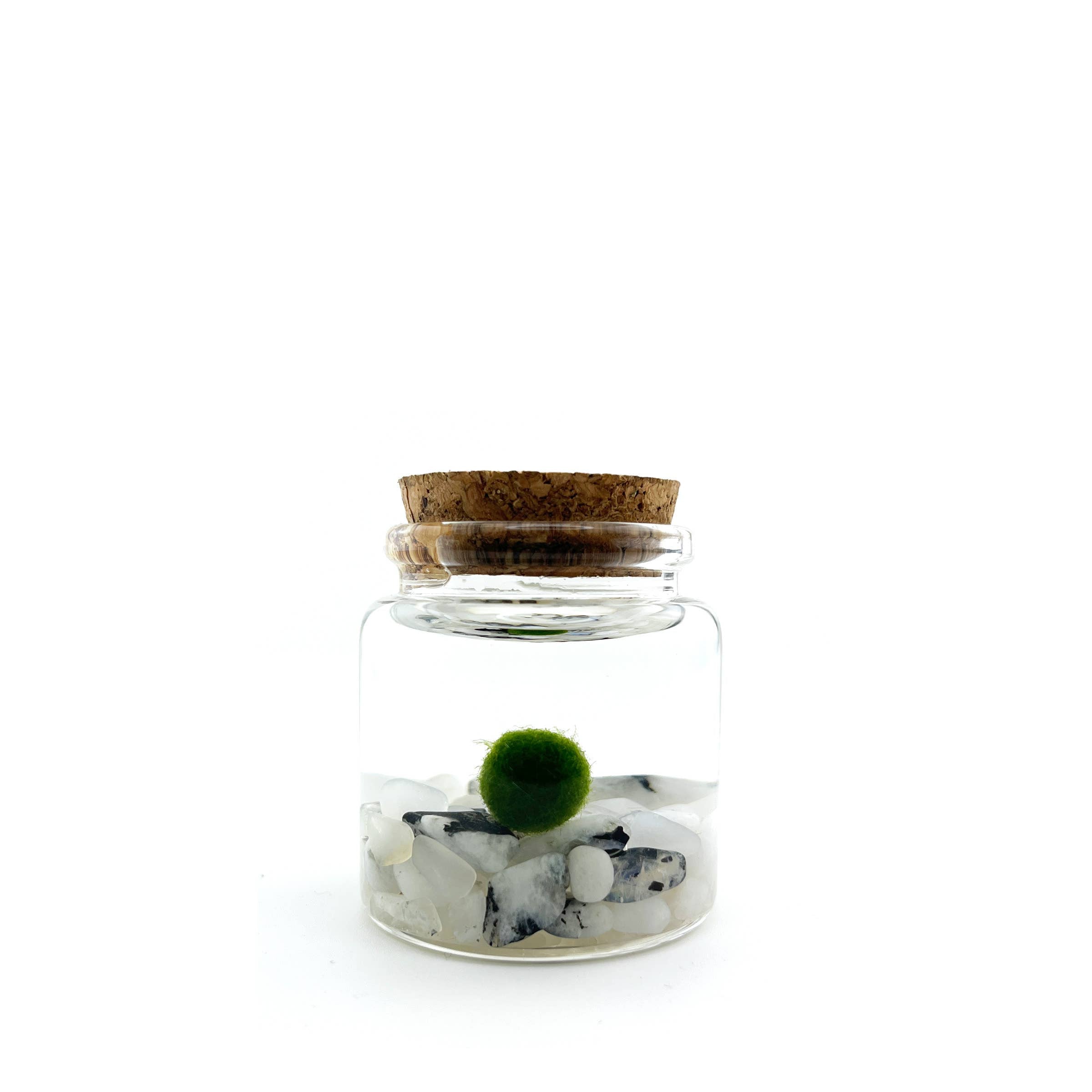 Small Marimo Moss Ball Terrarium with Moonstone Gemstones