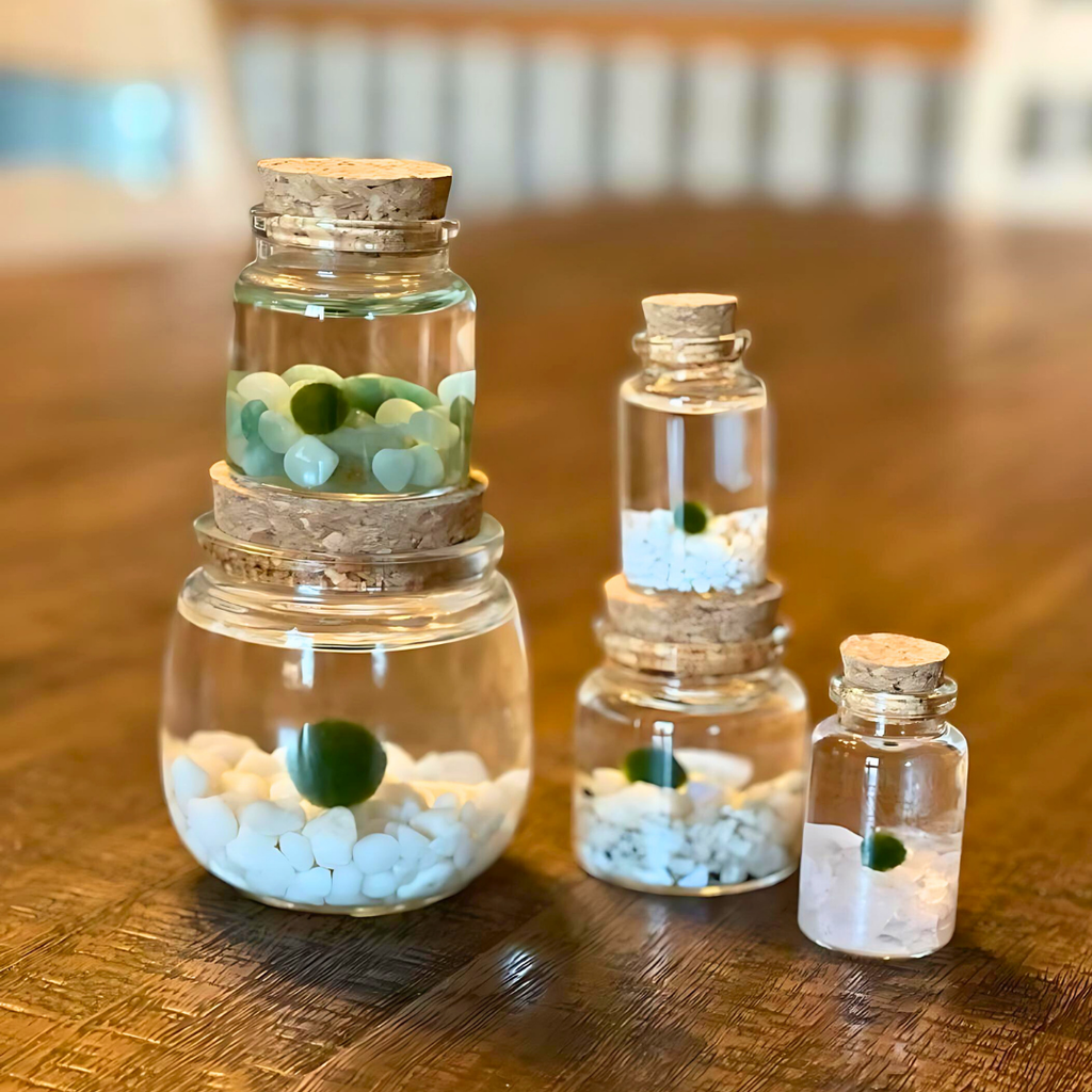 Classic Small Marimo Moss Ball Terrarium