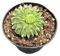 Cactus Stenocactus Multicostatus 3 inch Grower Pot