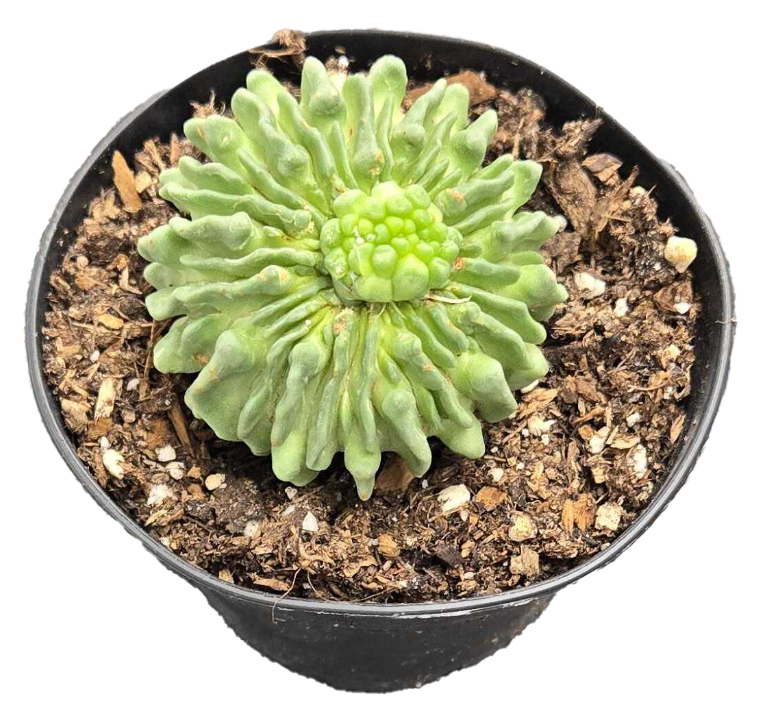 Cactus Stenocactus Multicostatus 3 inch Grower Pot