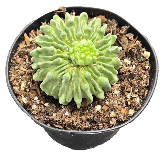 Cactus Stenocactus Multicostatus 3 inch Grower Pot